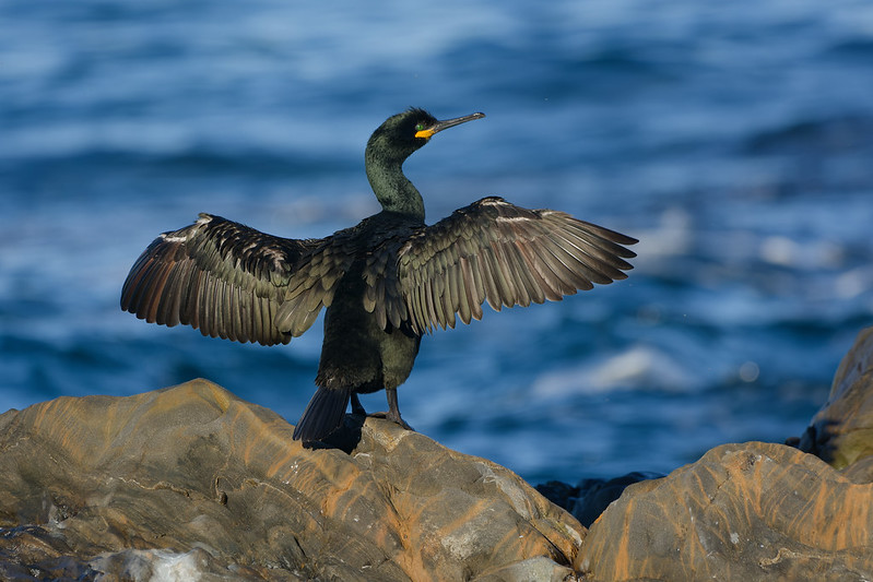 Cormoran huppe de Mediterranee.jpg